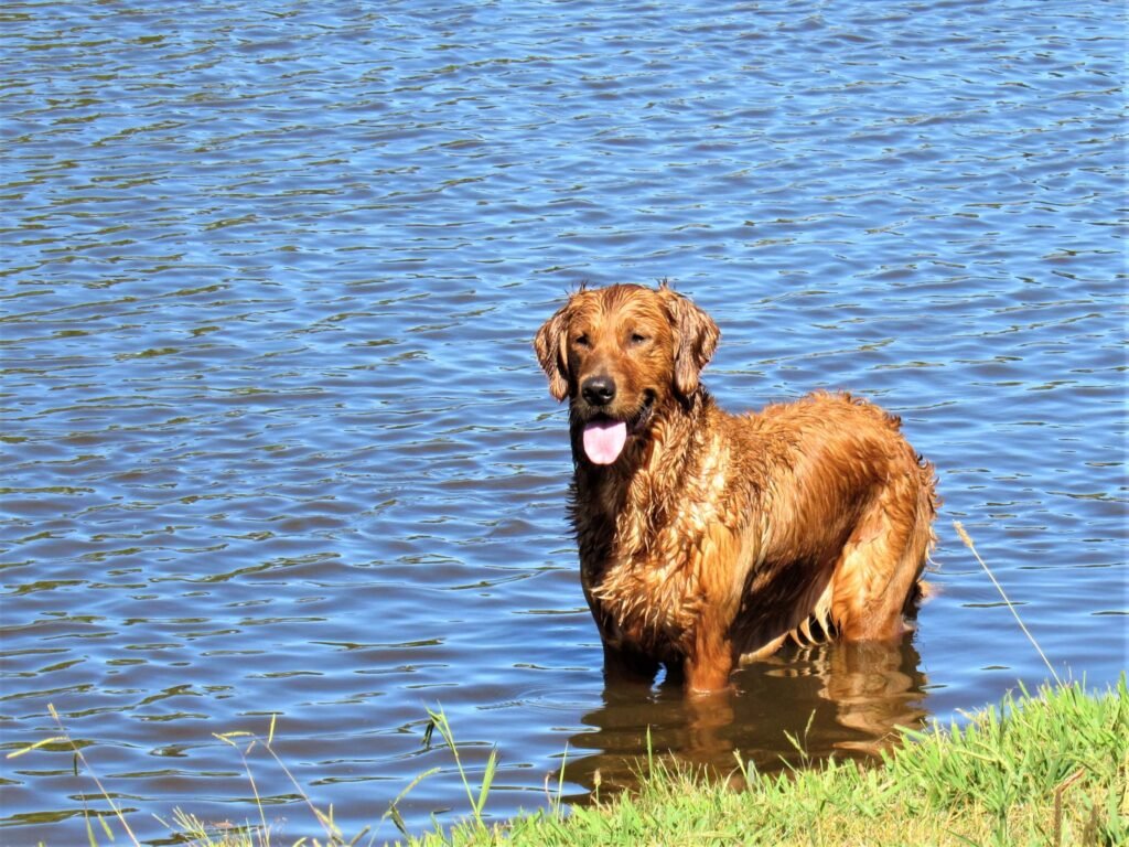 Rebel, Katchafire Golden Retriever, standing in the river