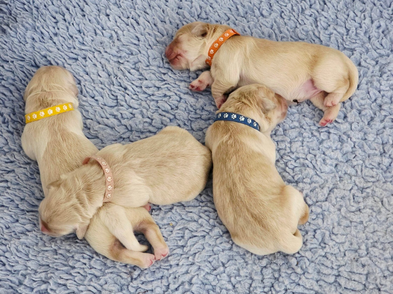 2 day-old Katchafire Golden Retriever puppies resting together