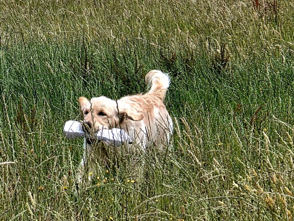 Whisper, Katchafire Golden Retriever, standing on the farm