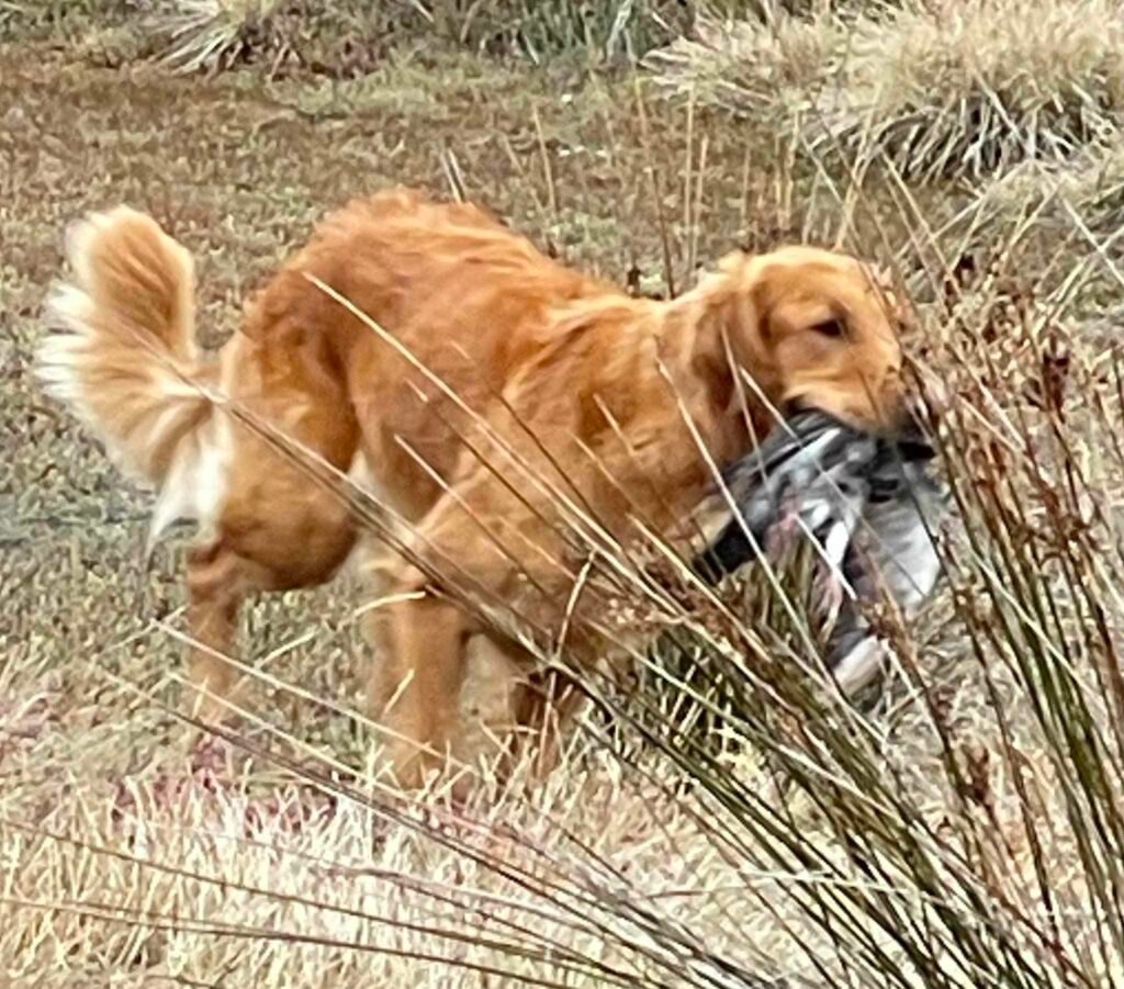 Arson, Katchafire Golden Retriever, carrying a bird