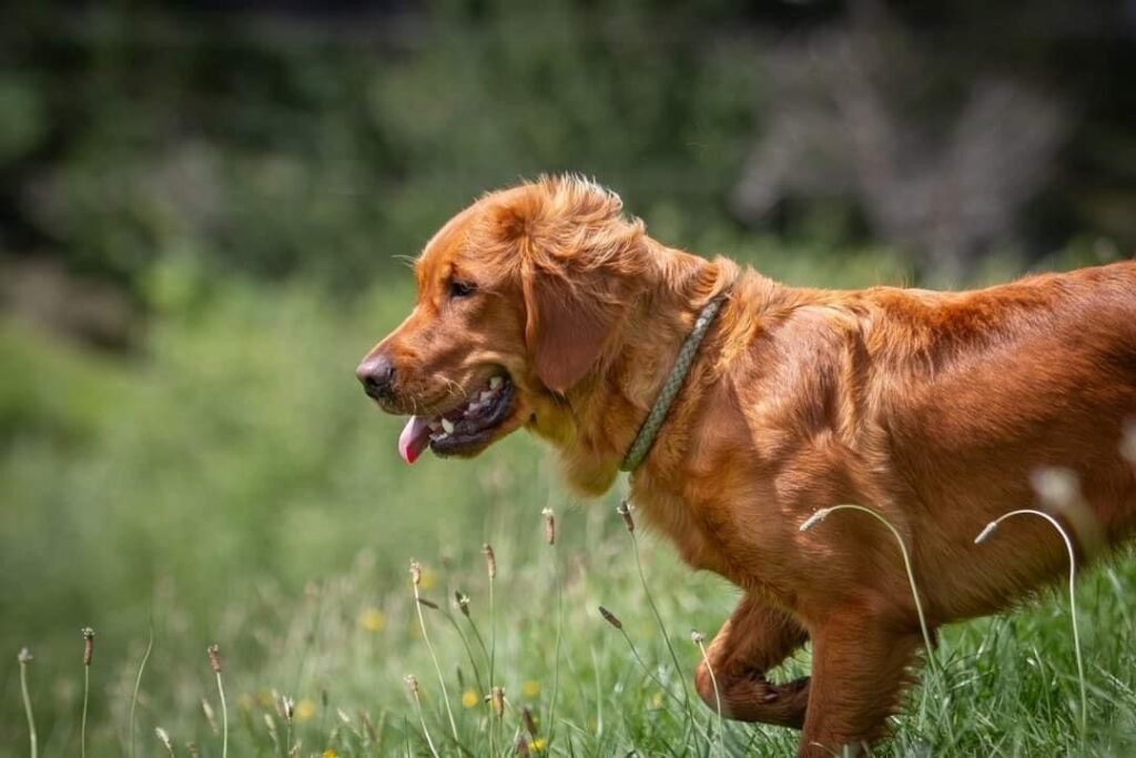 Ember, a working-line Golden Retriever, retrieving during field training.