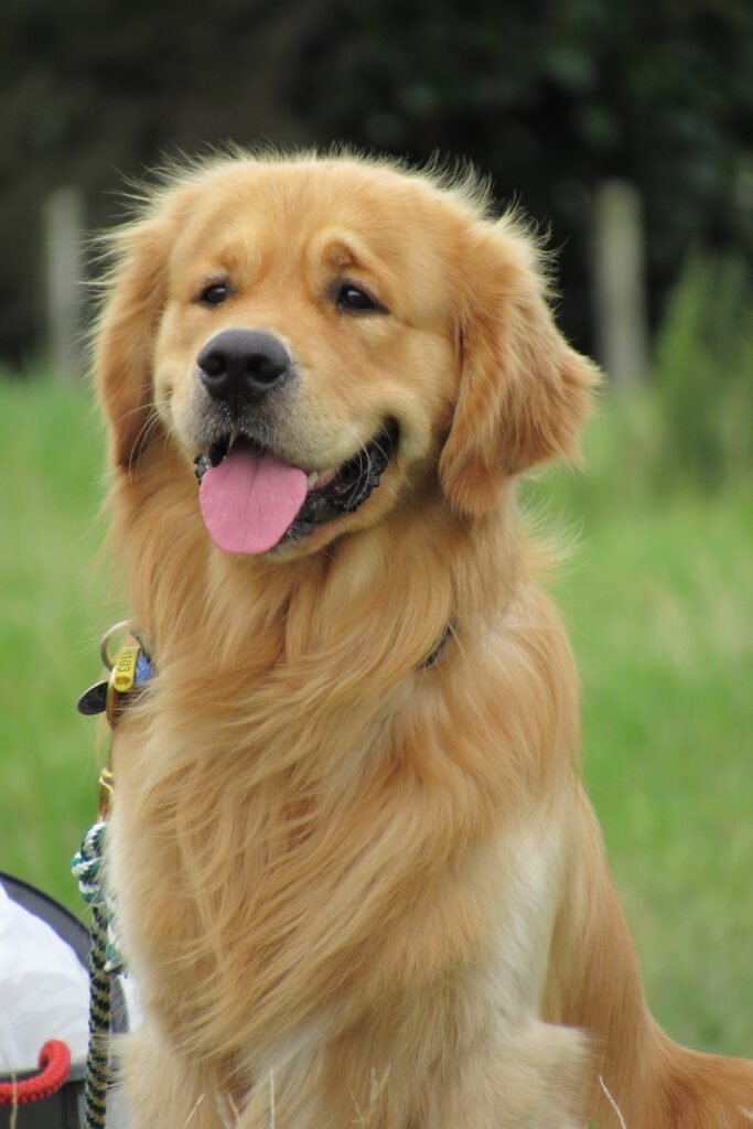 Koda, Katchafire Golden Retriever