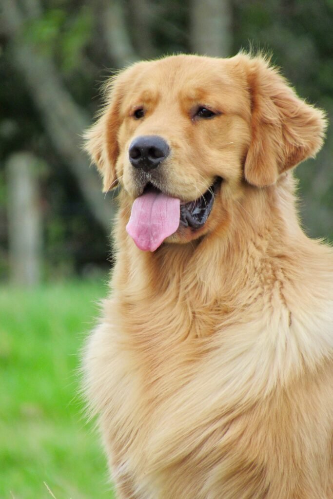 Kosmic - Katchafire Golden Retriever