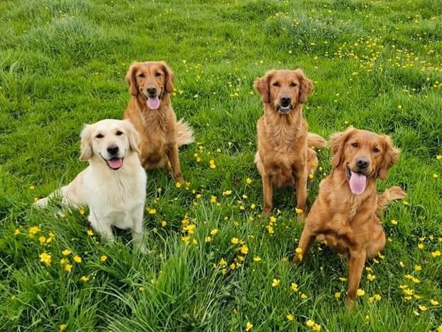 Four Katchafire Golden Retrievers sitting in the grass