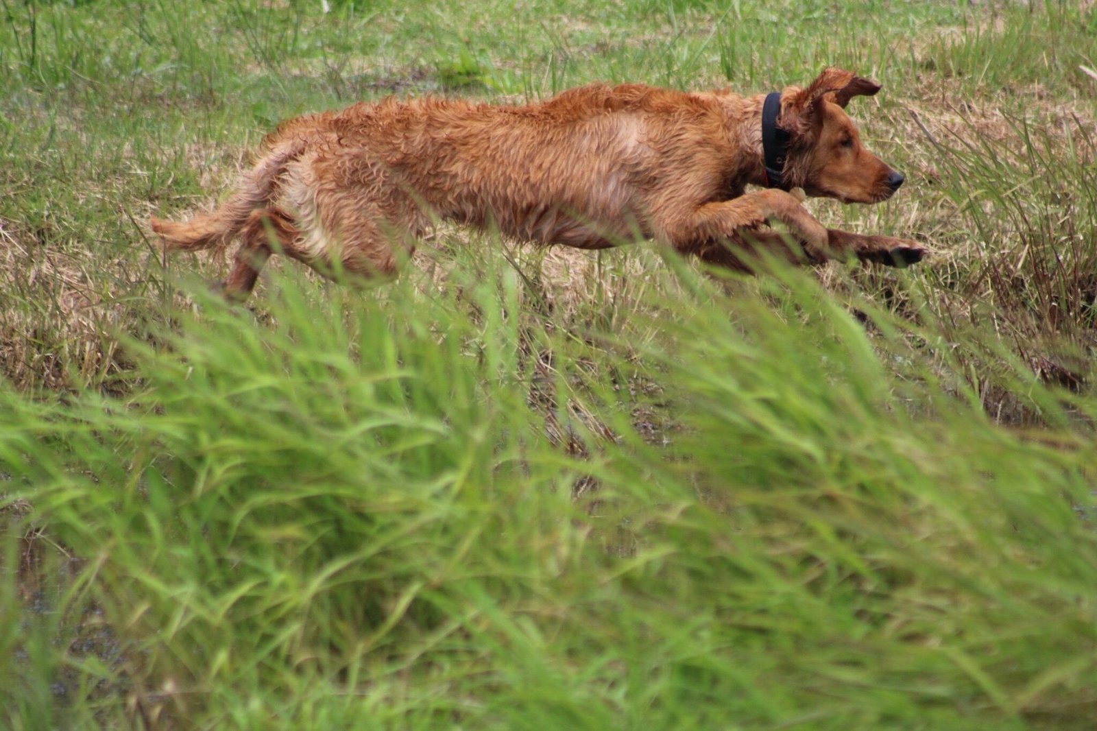 Arson, a working-line Golden Retriever, competing at a field trial.