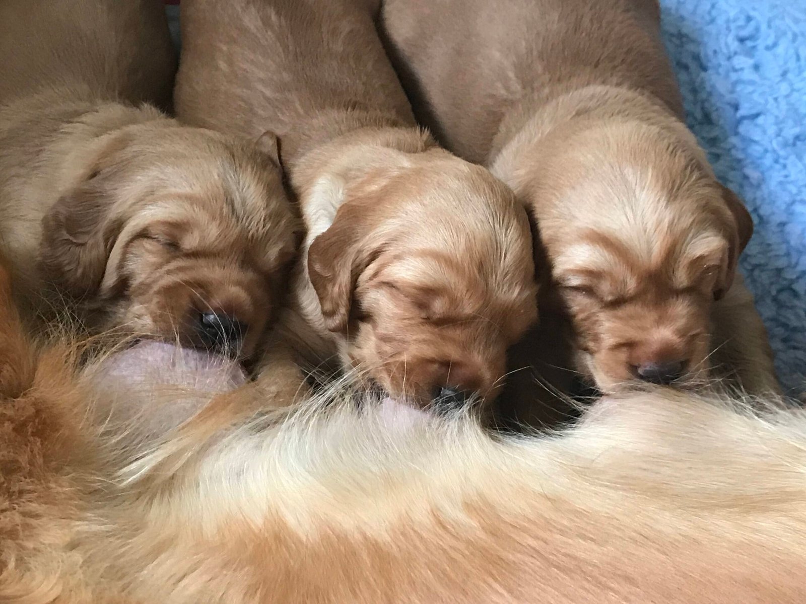 New pups suckling on mum