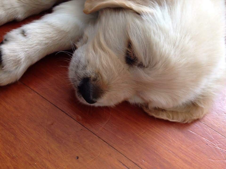 Tired puppy in his new home after all the excitement
