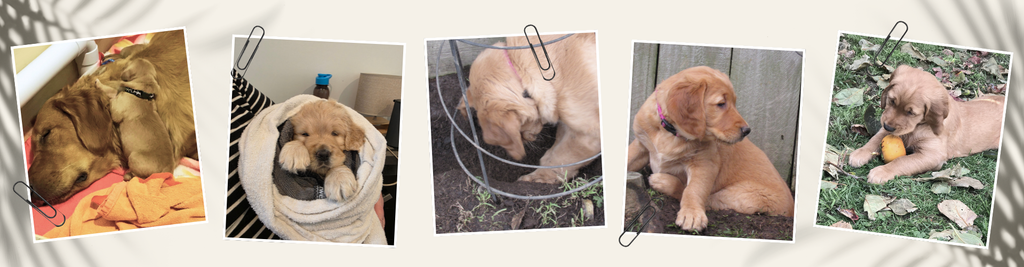 kf puppies banner
