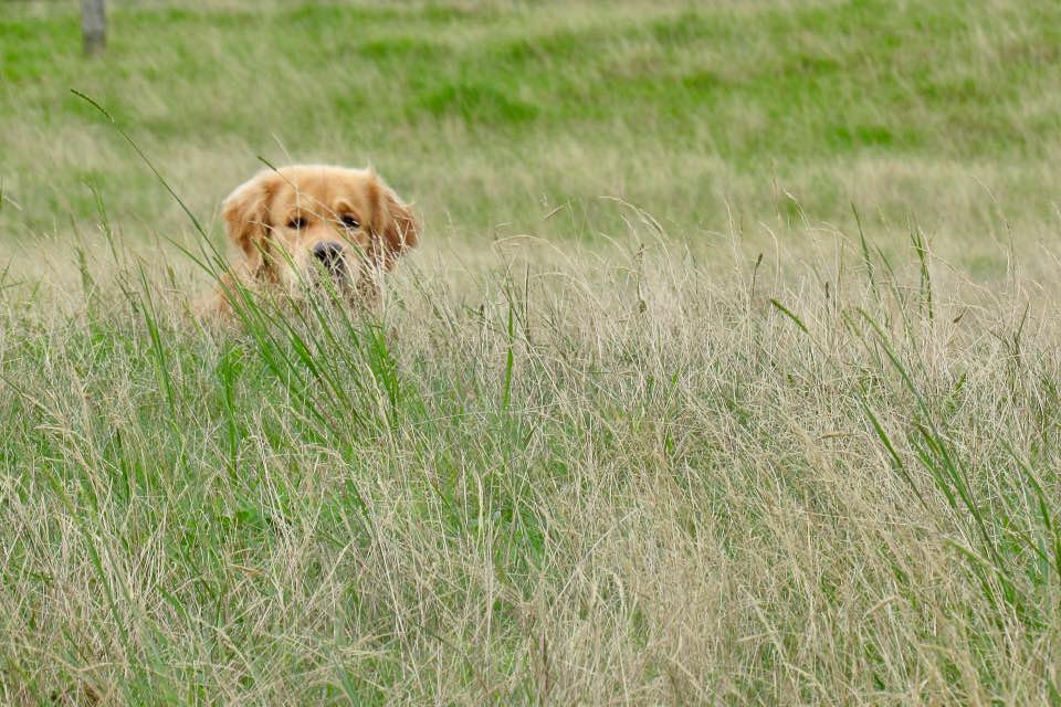 2 Koda the Golden Retriever peeping through long grass