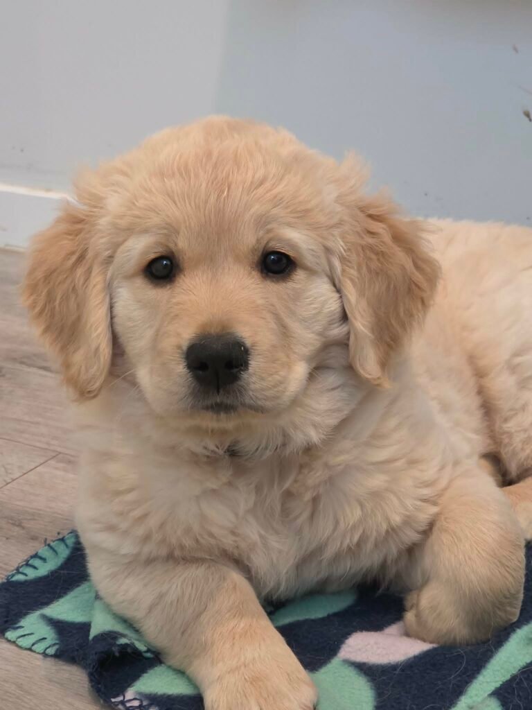 Misty, Katchafire Golden Retriever puppy