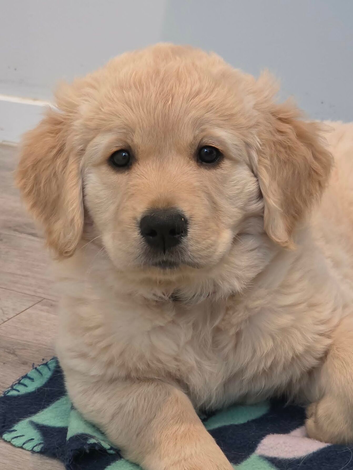 Contact Misty, Katchafire Golden Retriever puppy