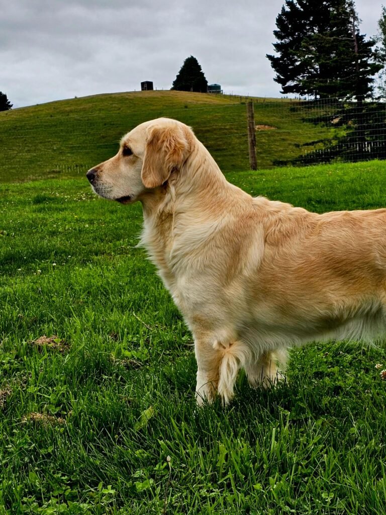 Ice, Katchafire Golden Retriever, standing outdoors